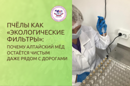 Пчёлы как «экологические фильтры»: почему алтайский мёд остаётся чистым даже рядом с дорогами